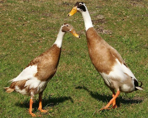 Indian runner ducks glossy - indian,