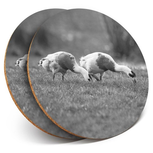 Coasters pretty - coasters,