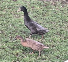 Blue Indian Runner Duck Eggs