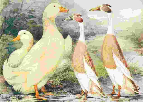 Photo ludlow wrights - photo,