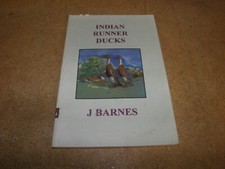 Indian Runner Ducks -