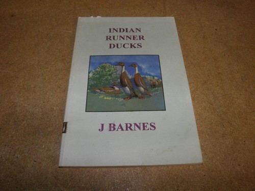 Indian runner ducks - runner,