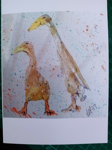 Indian runner ducks - indian, birthday