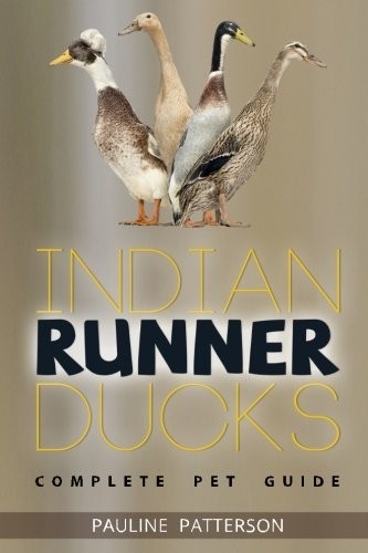 Indian runner ducks - runner, the