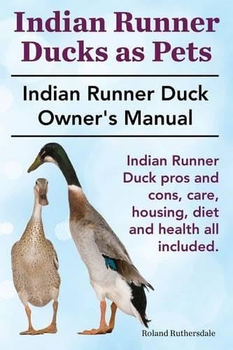 Indian runner ducks pets - runner,