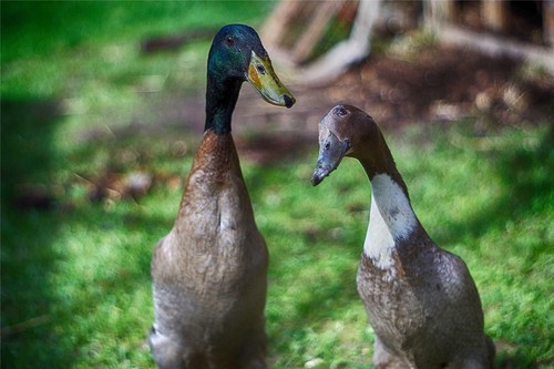 Indian runner ducks - ducks, glossy