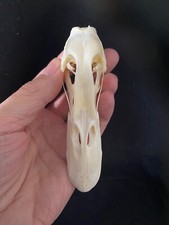 Duck Skull genuine. indian