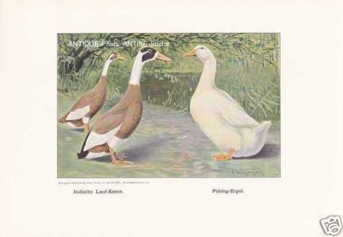 Indian runner ducks peking - runner,