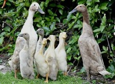 INDIAN RUNNER DUCKS GLOSSY