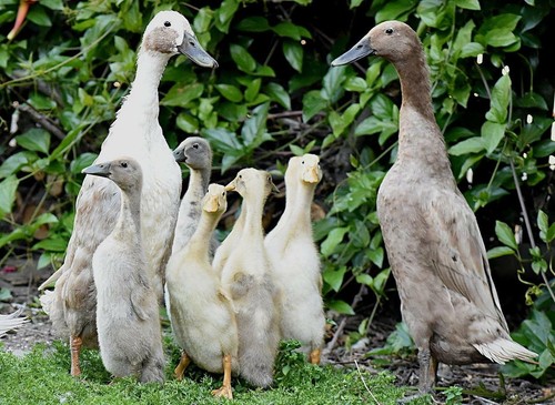Indian runner ducks - runner, glossy
