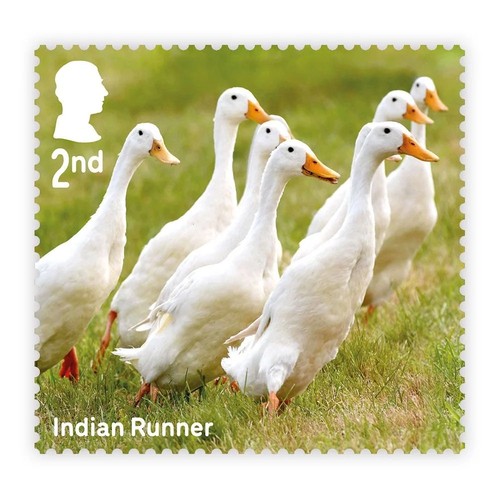 Indian runner ducks - ducks, gb