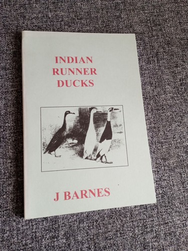 Indian runner ducks - indian,