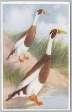 BIRDS Indian Runner Ducks