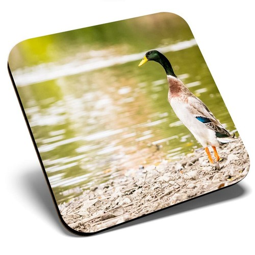 Square single coaster pretty - single,