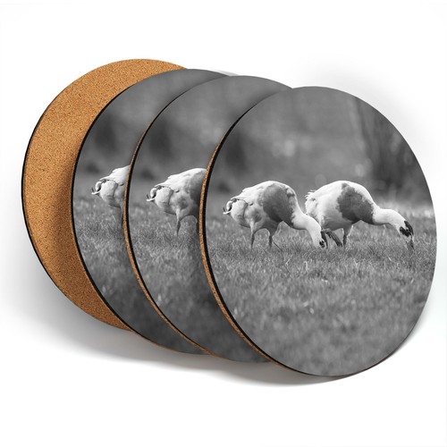 Coasters bw pretty - ,