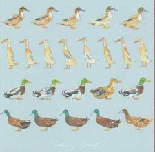 Ducks  Card Sophie Allport