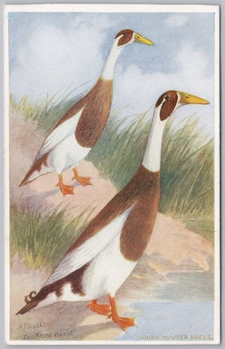 Birds indian runner ducks - birds,