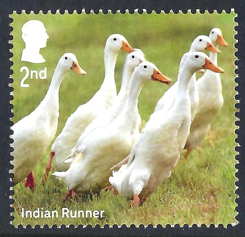 Indian runner ducks - ducks, 2025