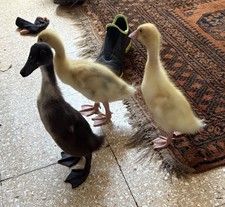 6 Indian Runner Duck Eggs